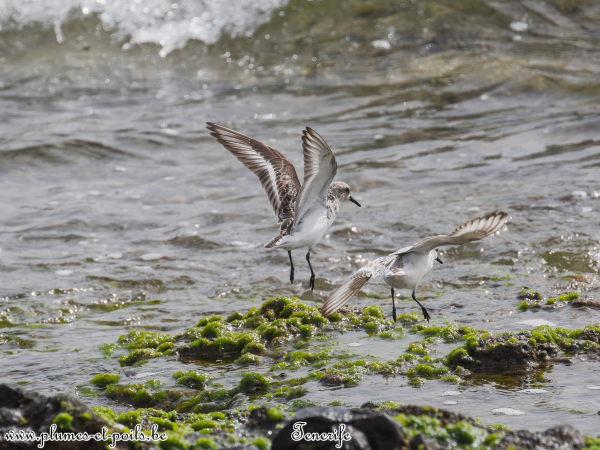 Bécasseau sanderling